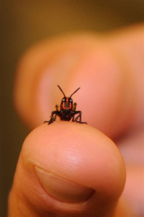 The Smallest Insect In The World