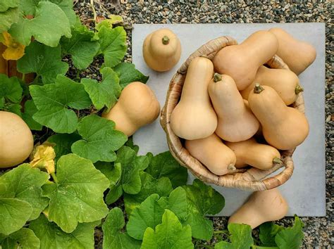 Growing Butternut Squash in a Small Space - GreenThumbsGuide