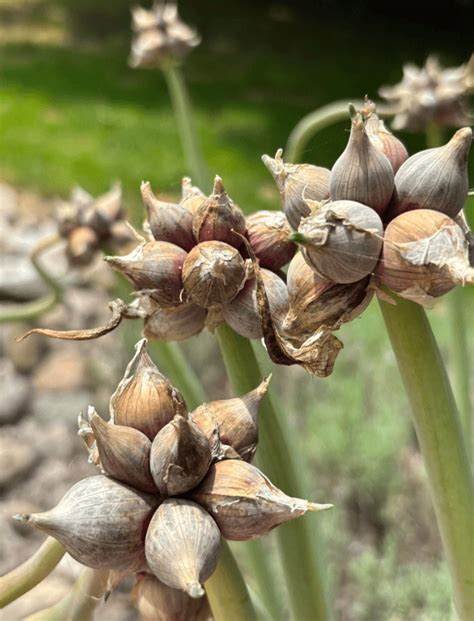 10 Egyptian Walking Onion Bulbs for Planting, Tree Onion Bulbs Egyptian ...