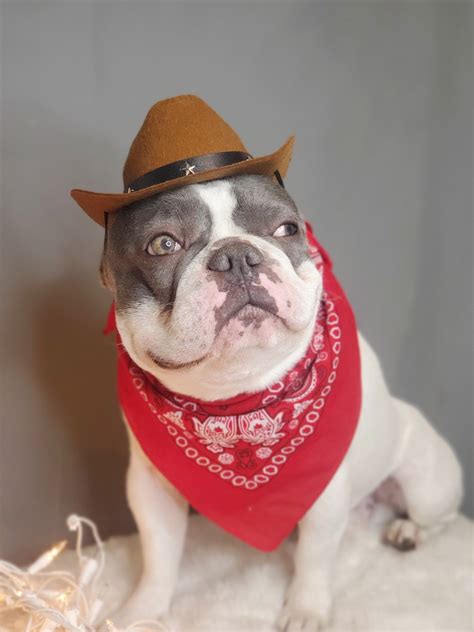 Cowboy Dog Costume