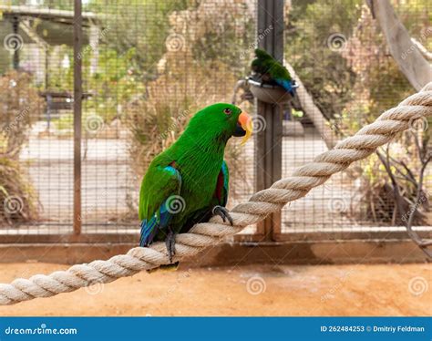 Male of a Large Green Parrot - Eclectus Roratus - Sits on a Branch in ...