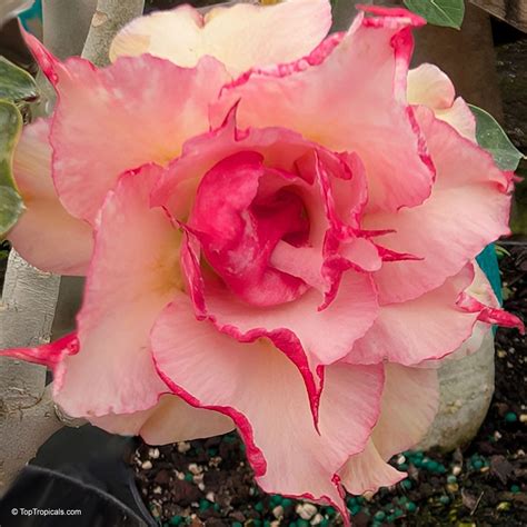 Adenium sp. 'Prew' ('Prew' Desert Rose) | Top Tropicals Plant Encyclopedia