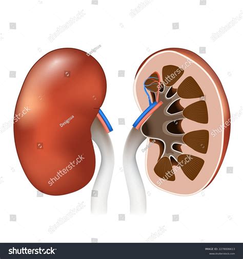 Renal Column