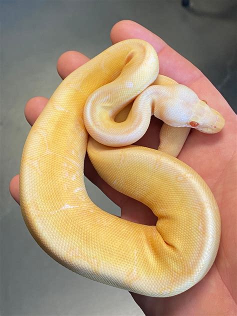 Spider Albino Ball Python by Cellar Snakes - MorphMarket