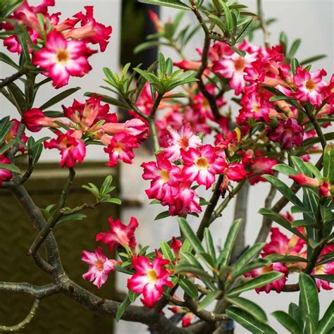 Desert Rose Porn Videos