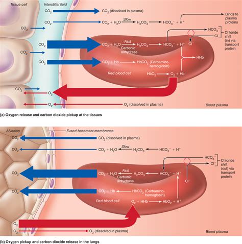 Supplies The Blood With Oxygen And Removes Carbon Dioxide at Brenda ...