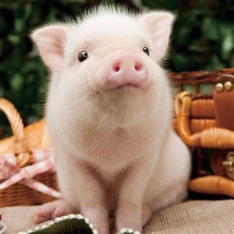 Instagram post by Animals • May 11, 2017 at 7:05pm UTC | Cute piglets ...
