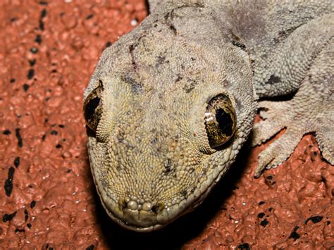 World Lizard Day | August 14 - Calendarr