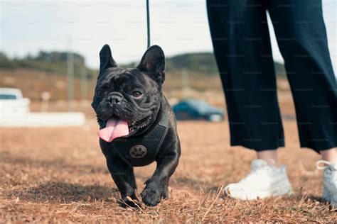 A black dog running across a lush green field photo – Dog running Image ...