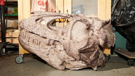 Real Dinosaurs Bones