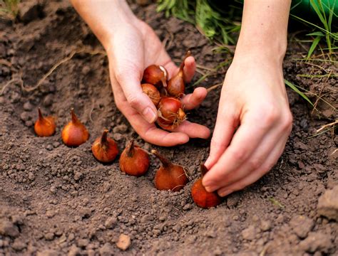 4 of the Best Bulbs For Fall Planting - Backyard Boss