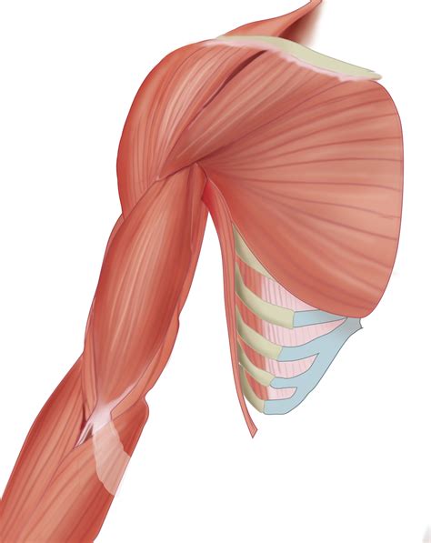 Anterior Upper Arm Muscles