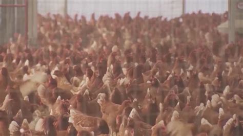 Avian flu confirmed in 40 birds from Portage County backyard flock ...