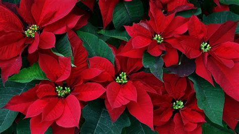 Christmas Poinsettia Wallpapers - Top Free Christmas Poinsettia ...