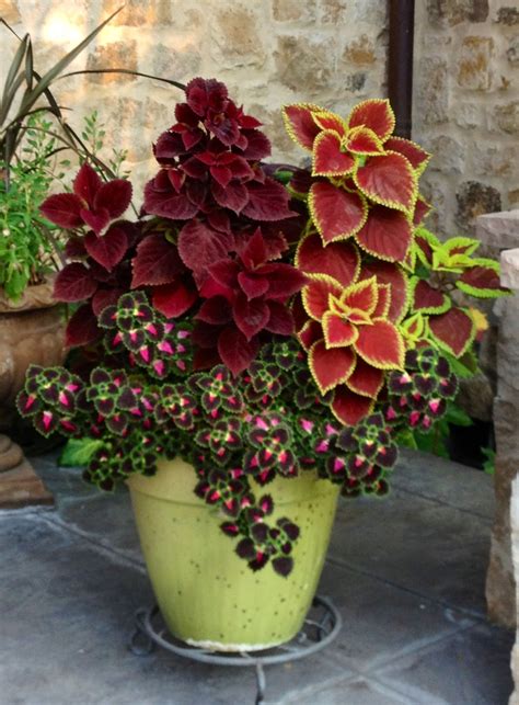Just the right mixture of sun-loving coleus plants this summer ...