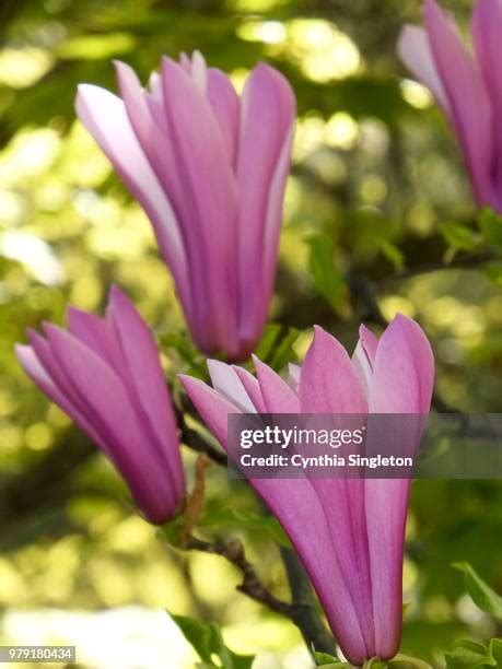 Cynthia Flowers Exclusive Porn Videos