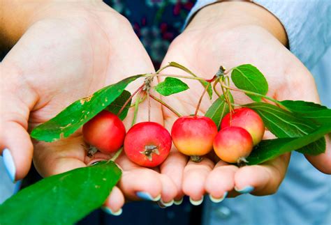 Where to Find Crab Apples and How to Harvest Them