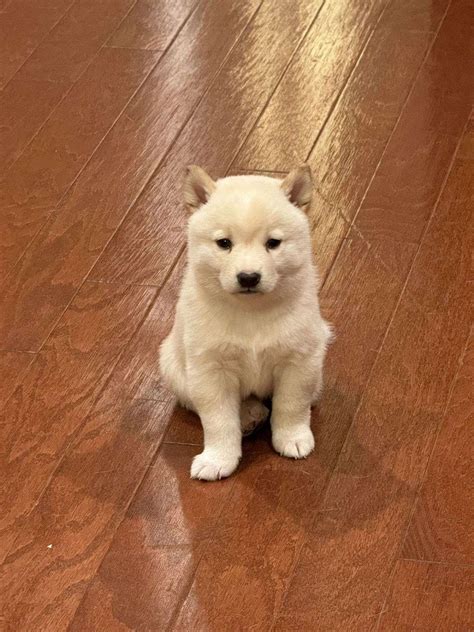 White Shiba Inu baby