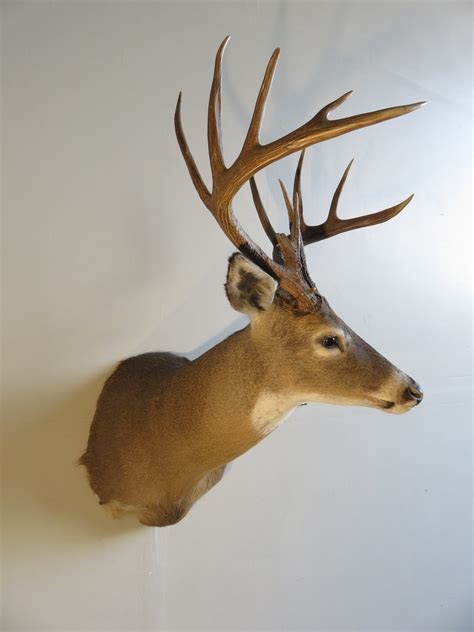 Mounted Deer Head Side View