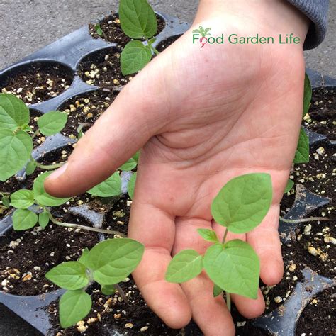 Grow Ground Cherries and Cape Gooseberries — Food Garden Life