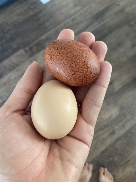 Black Copper Maran Eggs