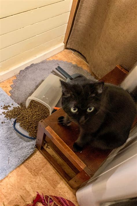 Halp! I've been framed. : r/legalcatadvice