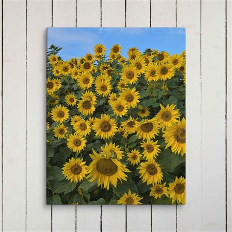 Radiant Sunflowers on Canvas – Piper and Foxx