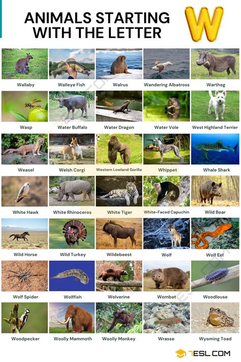 92 Animals that Start with W in English (With Pictures and Simple Facts ...