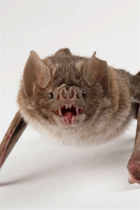 Vampire Bats Facts Videos at Mary Bevis blog