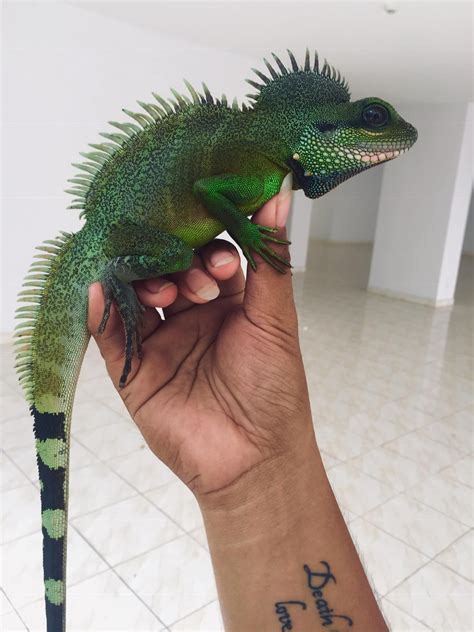 Chinse water dragon standing on my hand | Chinese water dragon ...