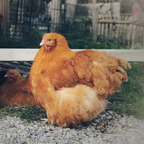 Light Brahma Chicken: Origin, Temperament, and Characteristics