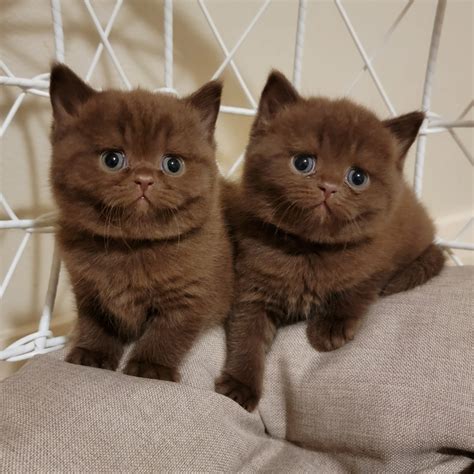 Chocolate British Shorthair