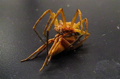 Spiders That Aren’t Dying to Reproduce - The New York Times