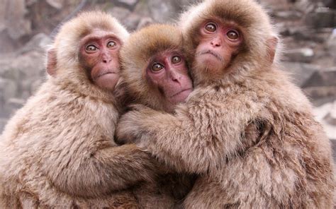Download Three Adorable Monkeys Posing Together Wallpaper | Wallpapers.com