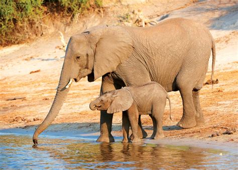 Reproduction Of Elephant