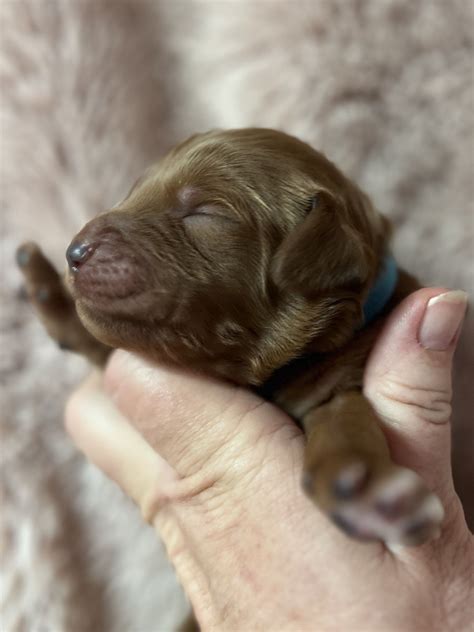 Yellow - Goldendoodle Puppy for Sale in Placerville, CA | Lancaster Puppies