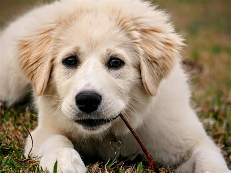 Great Pyrenees Lab Mix: Unveil the Marvelous Canine Blend