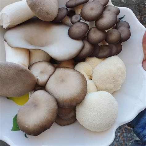 Pemberton Meadows Mushrooms