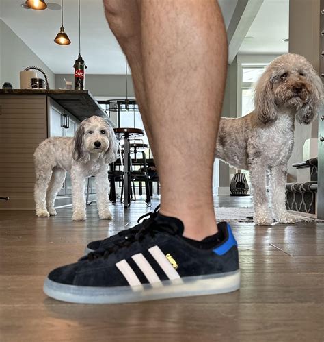 Adidas Campus ADV Maxallure, plus my dogs Olly & Gracie in the background : r/Sneakers