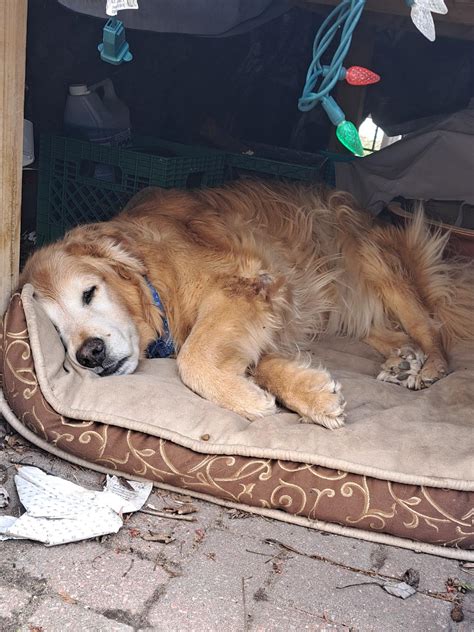 lifespan of a golden retriever : r/goldenretriever