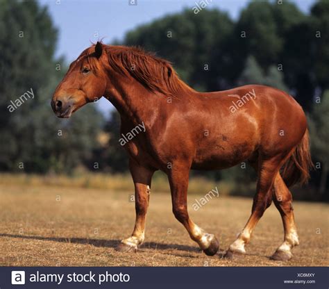 Suffolk Punch Horses High Resolution Stock Photography and Images - Alamy