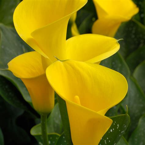 When to plant Calla Lily bulbs - Experts offer their advice | Ideal Home