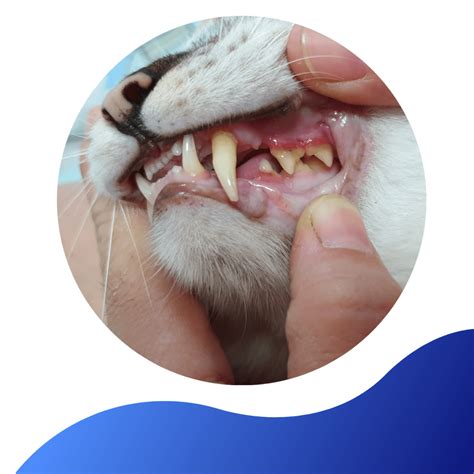 Dental Disease In Cats - Warren House Veterinary Centre