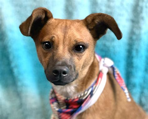 Adopt Hamilton Today - Find Paw Pal