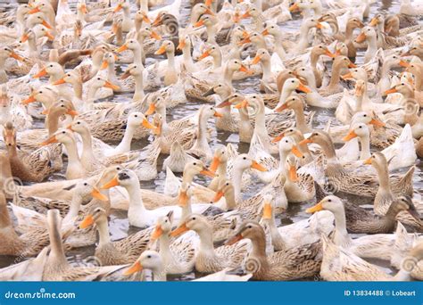 Group Of Ducks Definition at Dylan Belstead blog