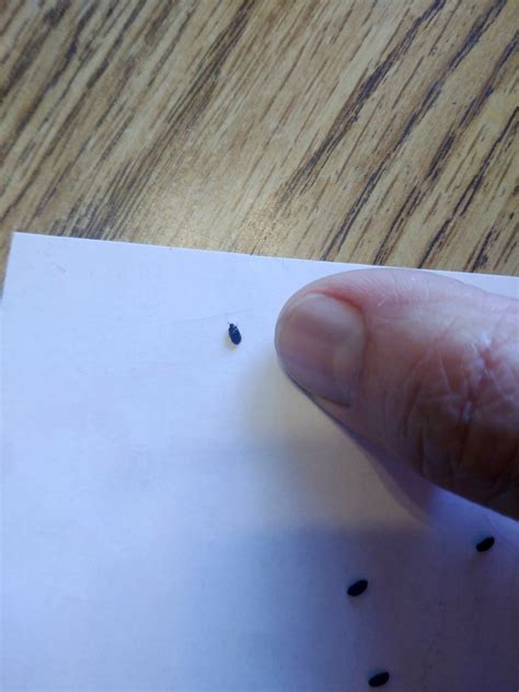 Getting Rid of Bugs In Your Garage | ThriftyFun