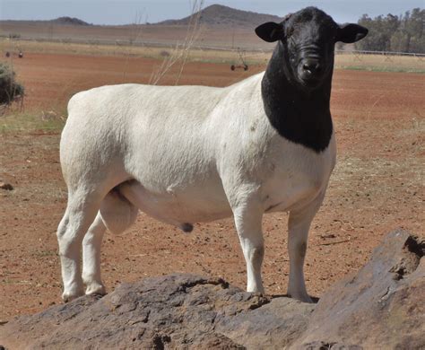 Dorper Sheep: Unique Rams
