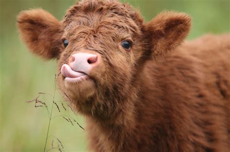 Digital Download | Cute baby cow, Fluffy cows, Baby cows