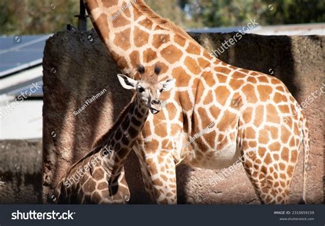 356 Giraffe Short Neck Images, Stock Photos & Vectors | Shutterstock