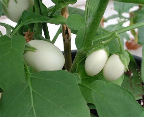 When I saw it, I knew why it was called eggplant : r/vegetablegardening